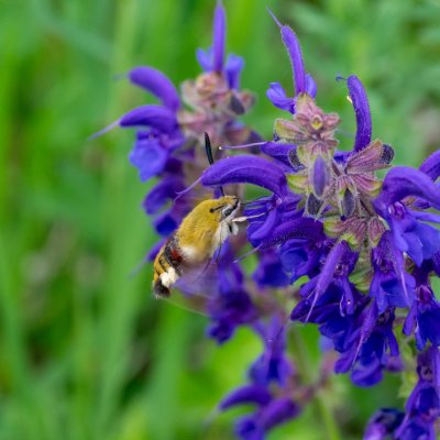 Hemaris fuciformis (dlouhozobka zimolezová), PP Velká Klajdovka
