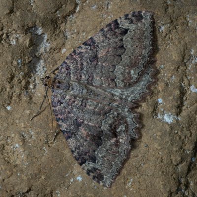 Triphosa dubitata (píďalka jeskynní), jeskyně Jáchymka