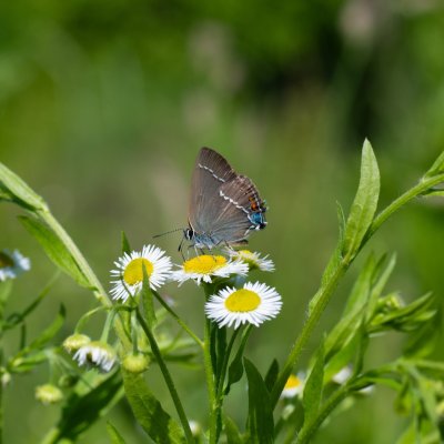 Satyrium spini (ostruháček trnkový), HR, Slunj