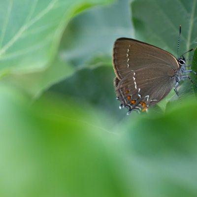 Satyrium ilicis (ostruháček česvinový), Podkomorské lesy