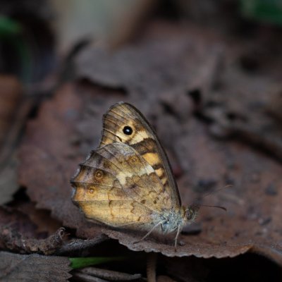 Pararge aegeria (okáč pýrový), ES, Parque Natural de la Albufera, Mallorca