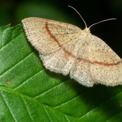 Cyclophora quercimontaria (očkovec rudopásný), Podkomorské lesy, Kopeček