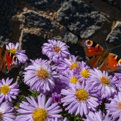 Aglais io (babočka paví oko), Orlík nad Vltavou