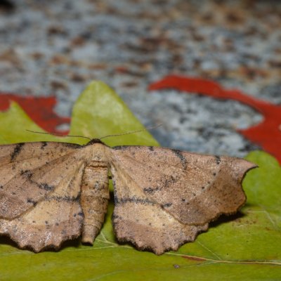 Artiora evonymaria (zejkovec brslenový), PP Střelická bažinka