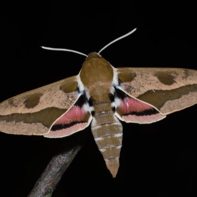 Hyles euphorbiae (lišaj pryšcový), PP Skalky u Sedlece