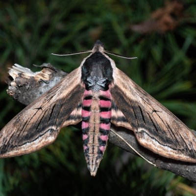 Sphinx ligustri (lišaj šeříkový), Hády - lesní lom