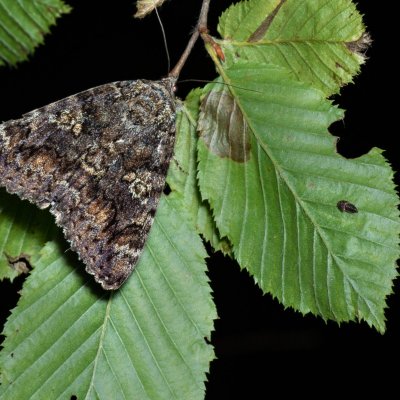 Catocala sponsa (stužkonoska dubová), Žebětín