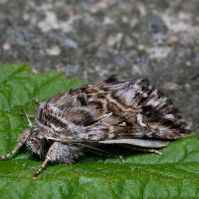 Calophasia lunula (jasnobarvec květelový), Kývalka