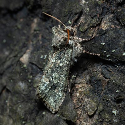 Polyploca ridens (můřice dubová), Žebětín