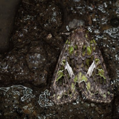 Trachea atriplicis (blýskavka lebedová), u PP Černice