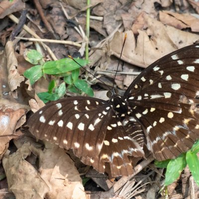 Lexias pardalis (-), TH, Khao Sok
