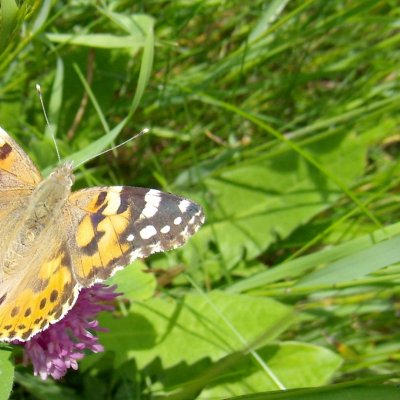 Vanessa cardui (babočka bodláková), PR Pavlovské mokřady
