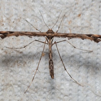Amblyptilia acanthadactyla (pernatuška různožravá), Podkomorské lesy, Kopeček