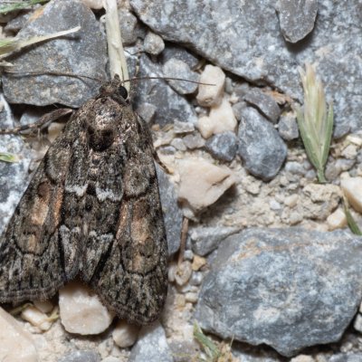 Cryphia fraudatricula (šípověnka černá), PR Turold