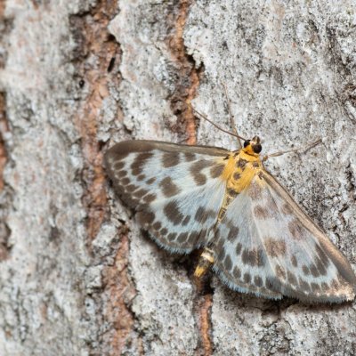 Anania hortulata (zavíječ zahradní), NS Bučín