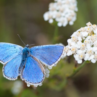 Polyommatus bellargus (modrásek jetelový), Háječný kopec, Dukovany