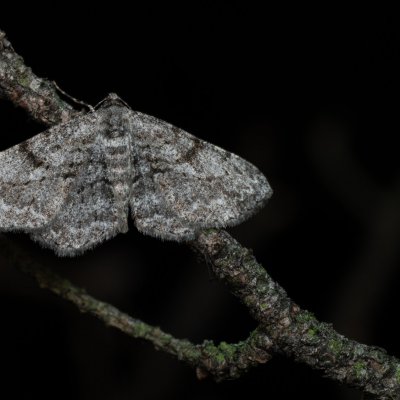 Peribatodes rhomboidaria (různorožec trnkový), PP Černice