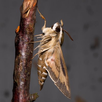 Hyles gallii (lišaj svízelový), Hrabětice