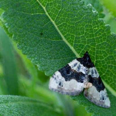 Cosmorhoe ocellata (píďalka očkovaná), PR Liščí vrch
