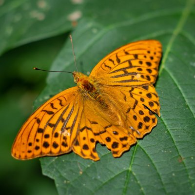 Argynnis paphia (perleťovec stříbropásek), PR Kamenný vrch