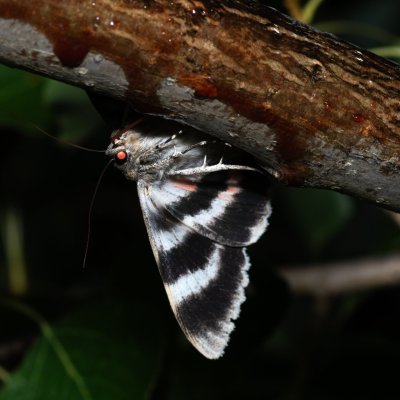 Catocala elocata (stužkonoska topolová), Bratčice