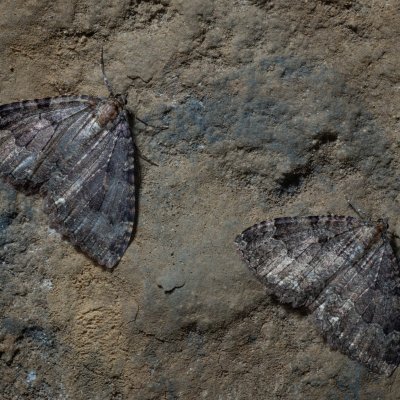 Triphosa dubitata (píďalka jeskynní), jeskyně Jáchymka