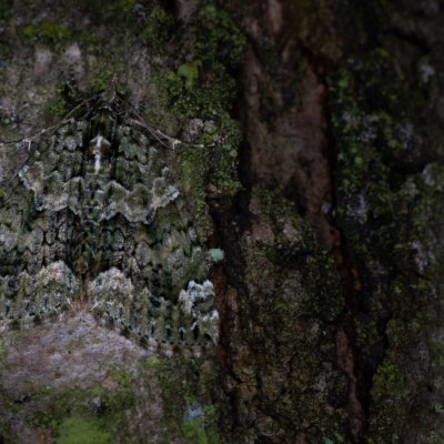Chloroclysta siterata (píďalka lípová), Žebětín