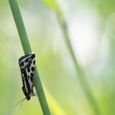 Emmelia trabealis (světlopáska svlačcová), NPR Mohelenská hadcová step