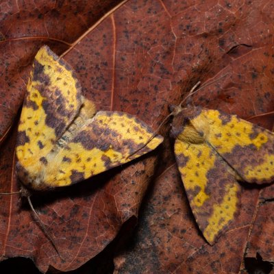 Xanthia togata (zlatokřídlec jívový), PP Střelická bažinka