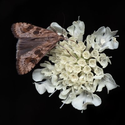 Nomophila noctuella (zavíječ stěhovavý), PR Kamenný vrch