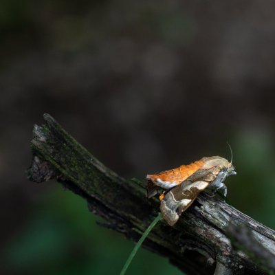 Noctua fimbriata (osenice zemáková), Podkomorské lesy