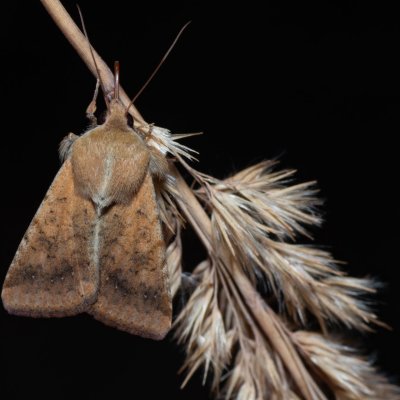 Helicoverpa armigera (černopáska bavlníková), pískovna u Mušlova