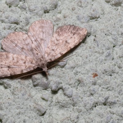 Orectis proboscidata (-), HR, Krasno