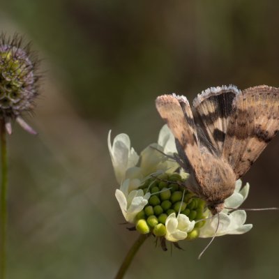 Heliothis viriplaca (černopáska štětková), NPP Červený kopec
