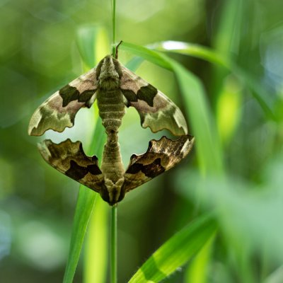 Mimas tiliae (lišaj lipový), NPR Hádecká planinka