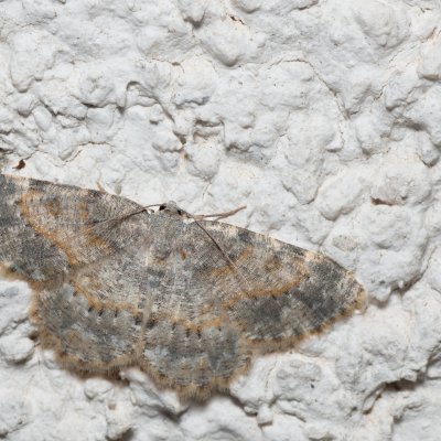 Charissa variegata (-), HR, Jablanac