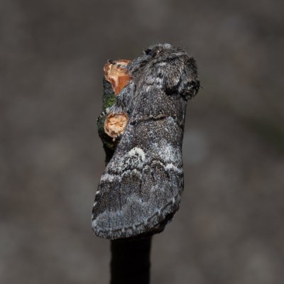 Drymonia querna (hřbetozubec drnákový), PP Skalky u Sedlece