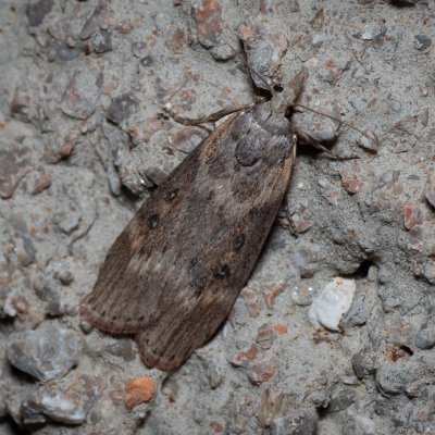 Lamoria anella (-), HR, Jablanac