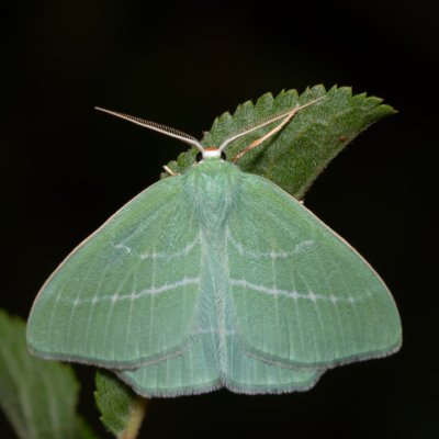 Hemistola chrysoprasaria (zelenopláštník plaménkový), PP Na cvičišti
