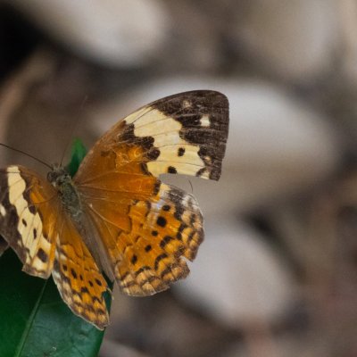 Cupha erymanthis (-), TH, Krabi