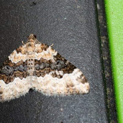 Epirrhoe galiata (píďalka úzkopruhá), SK, Súľov-Hradná