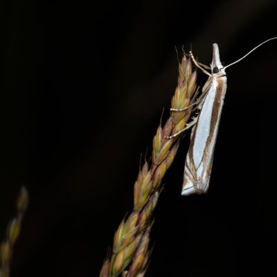 Crambus pascuella (-), Kývalka