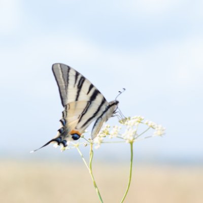 Iphiclides podalirius (otakárek ovocný), NPR Mohelenská hadcová step