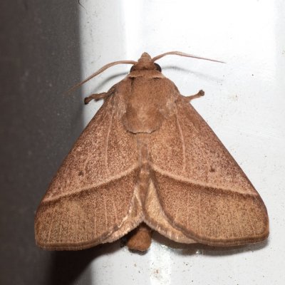 Setothosea asigna (-), TH, Khao Sok