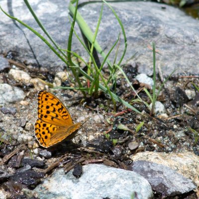 Argynnis adippe (perleťovec prostřední), SK, u PR Brezina, Tatry