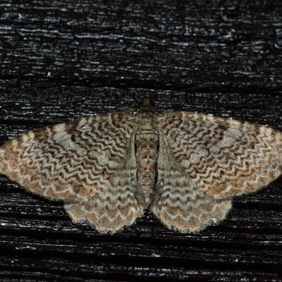 Hydria undulata (píďalka vlnkovaná), SK, Štôla