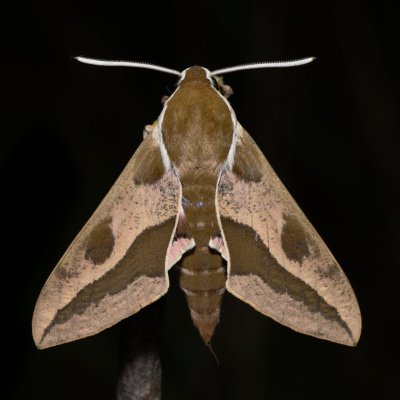 Hyles euphorbiae (lišaj pryšcový), PP Skalky u Sedlece