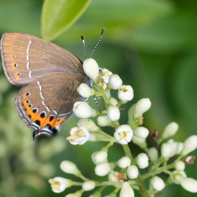 Satyrium pruni (ostruháček švestkový), PR Biskoupský kopec