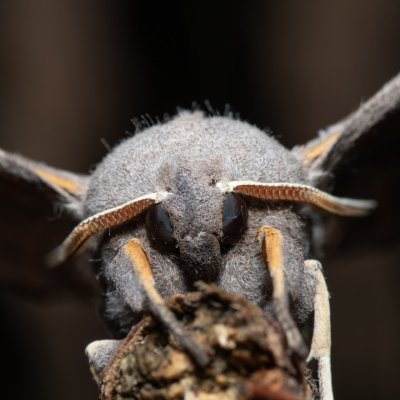 Laothoe populi (lišaj topolový), Kývalka