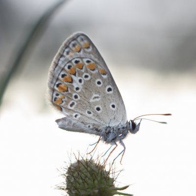 Polyommatus icarus (modrásek jehlicový), PR Kamenný vrch